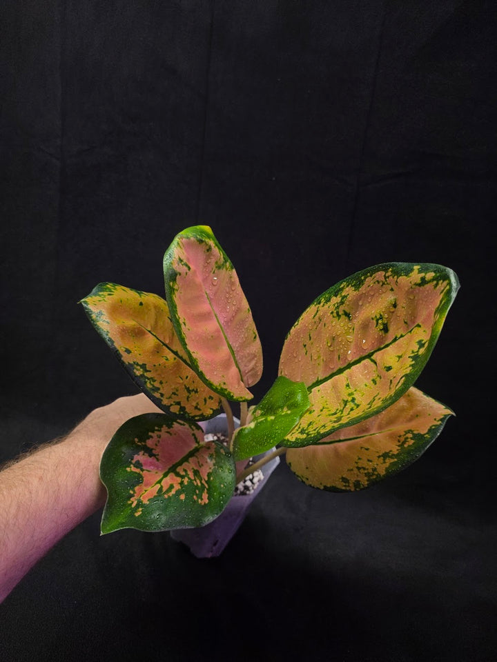 Aglaonema Starbuck #01