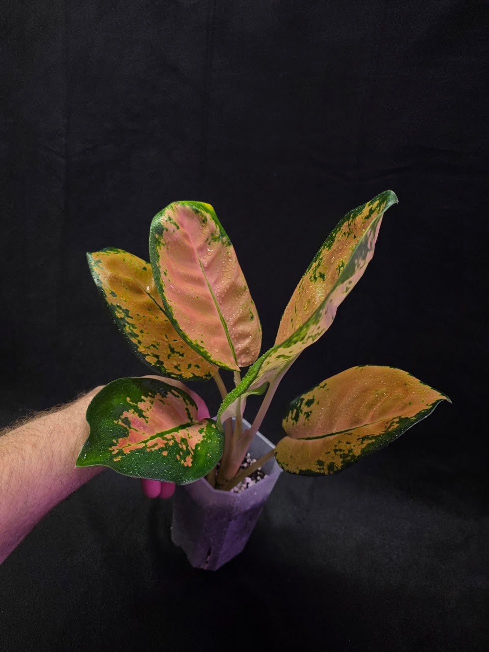 Aglaonema Starbuck #01