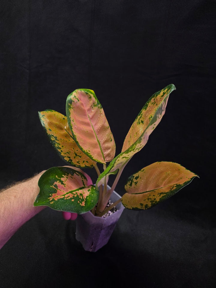 Aglaonema Starbuck #01
