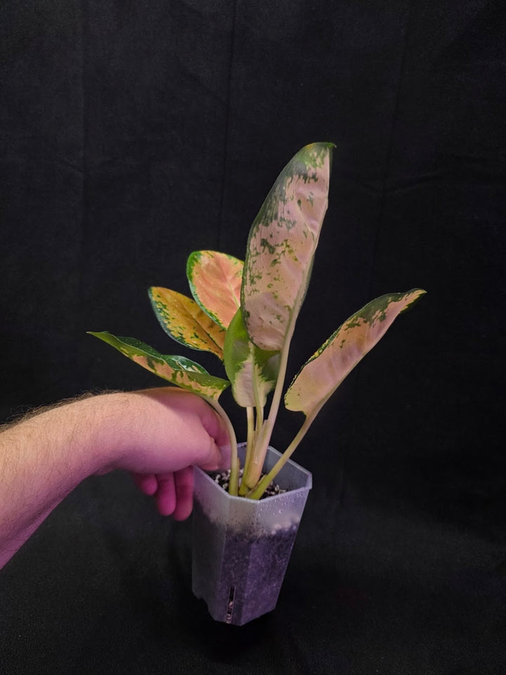 Aglaonema Starbuck #01