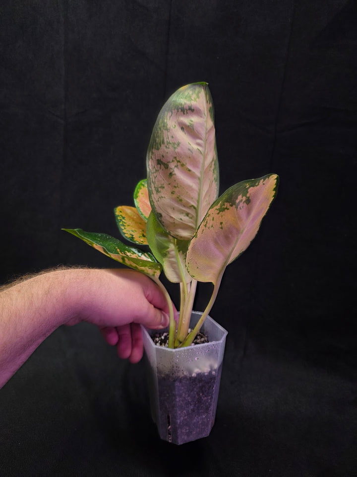 Aglaonema Starbuck #01