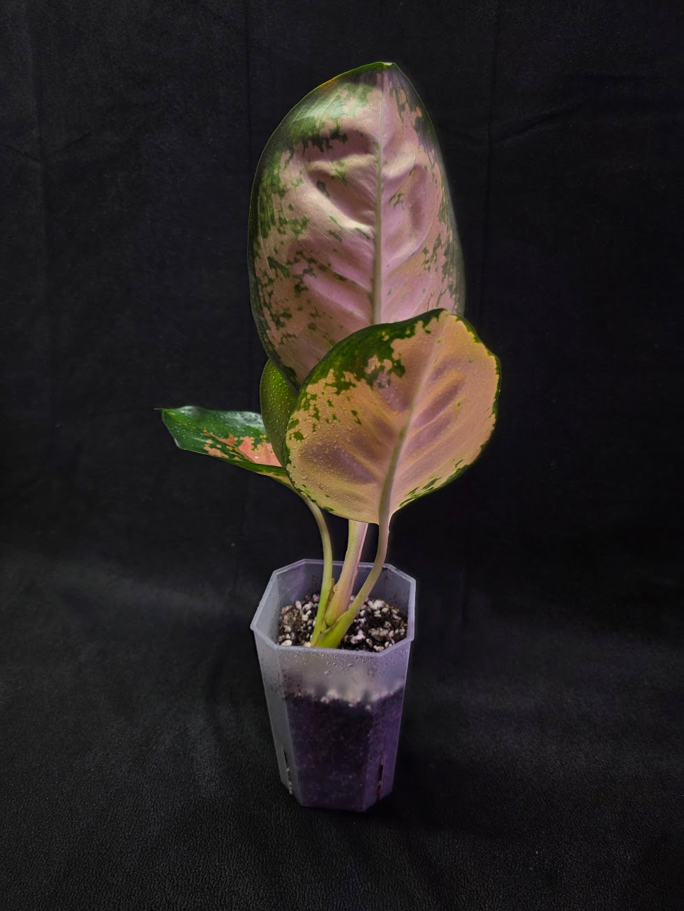Aglaonema Starbuck #01