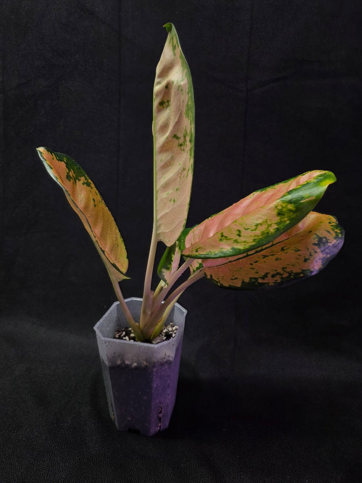 Aglaonema Starbuck #01