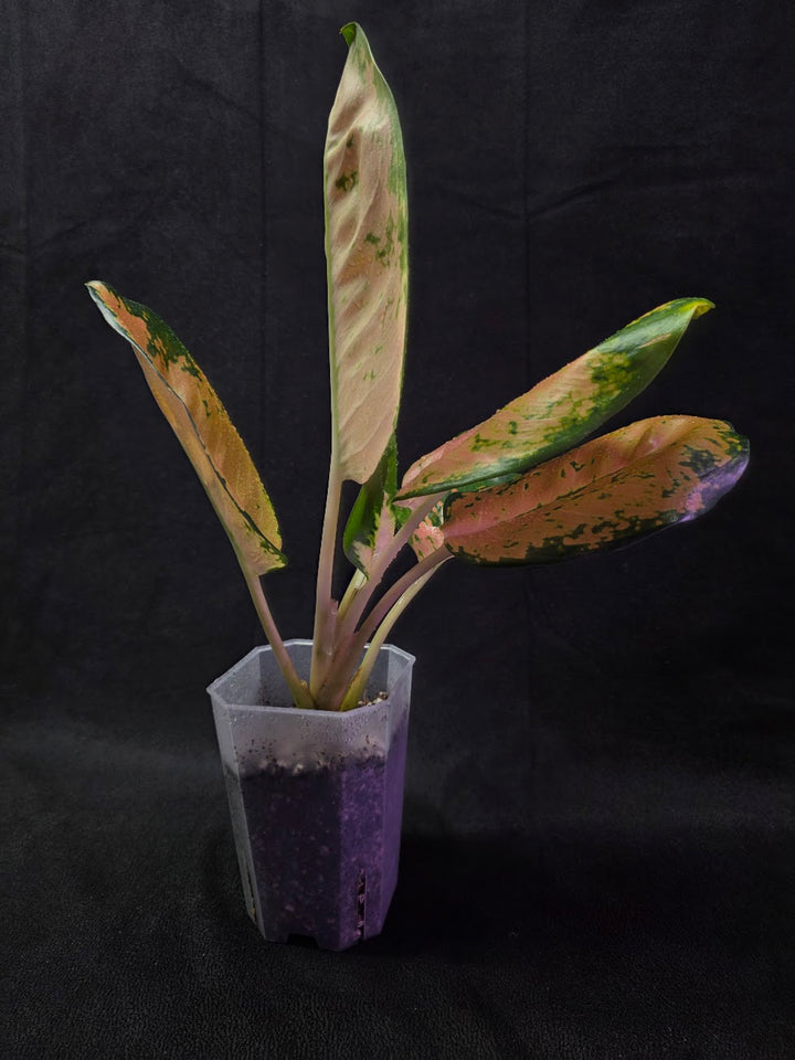 Aglaonema Starbuck #01