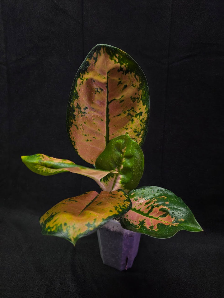Aglaonema Starbuck #01