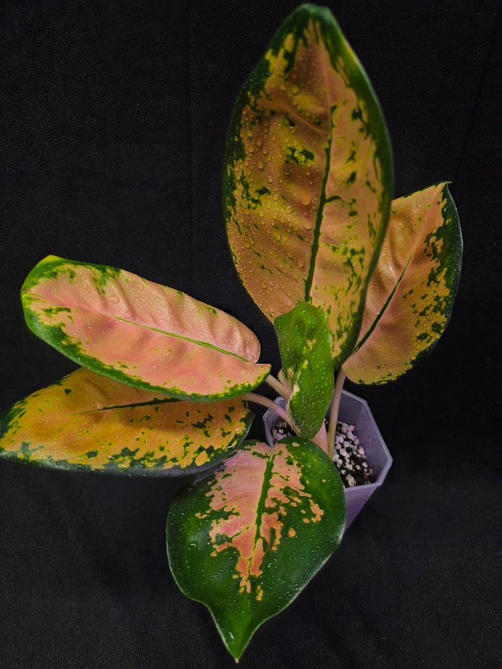 Aglaonema Starbuck #01