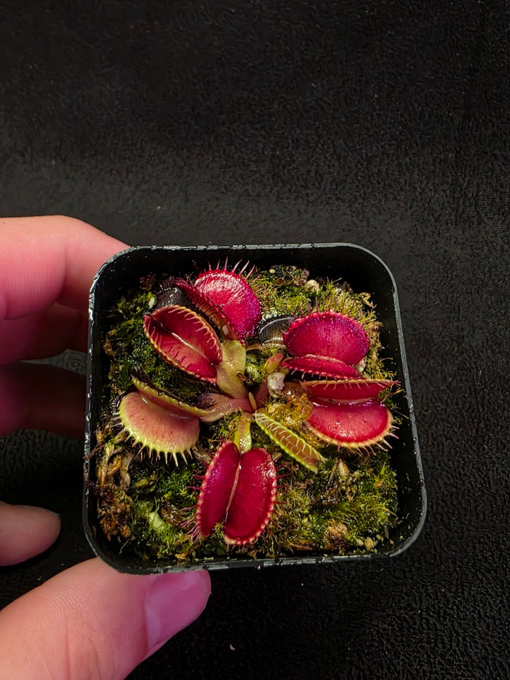 Venus Fly Trap Lime Cherry #06