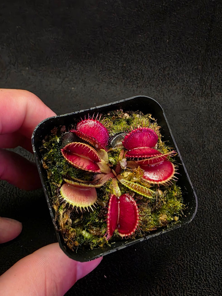 Venus Fly Trap Lime Cherry #06