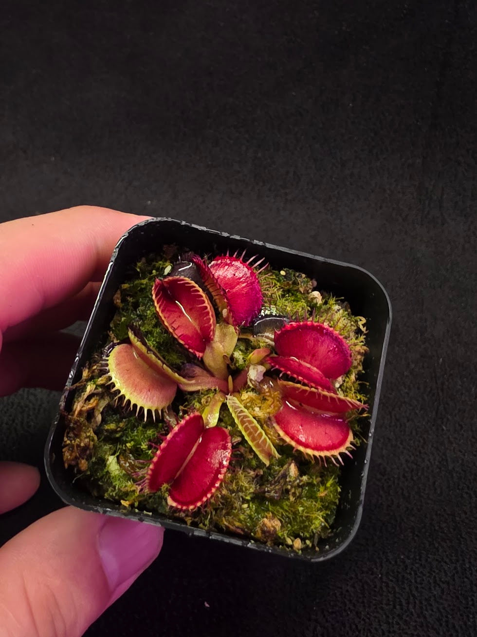 Venus Fly Trap Lime Cherry #06