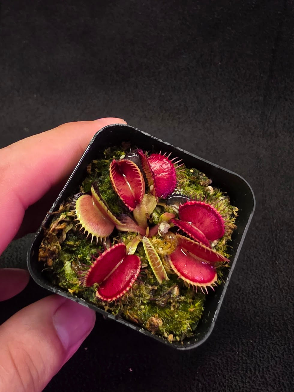 Venus Fly Trap Lime Cherry #06