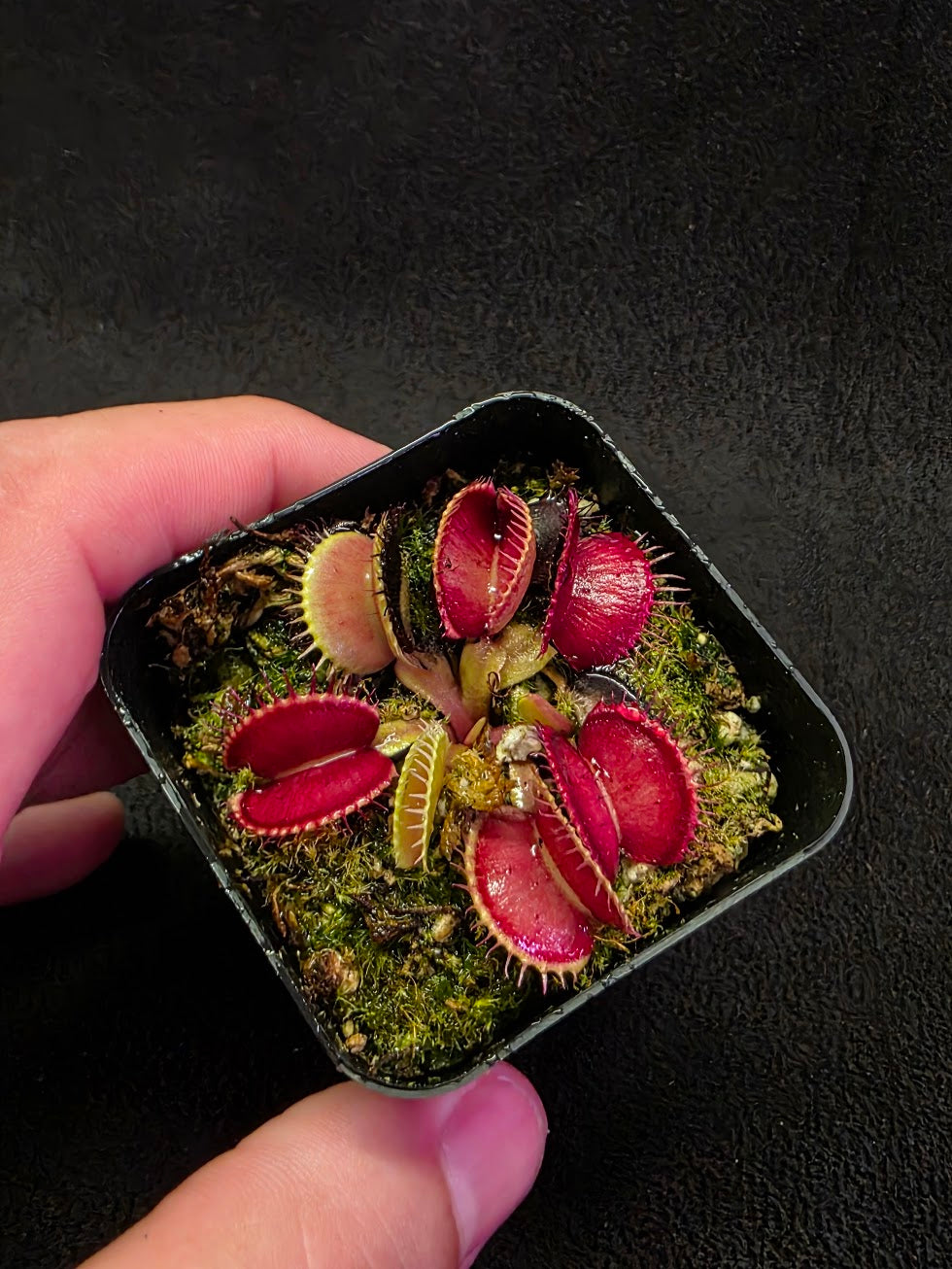 Venus Fly Trap Lime Cherry #06