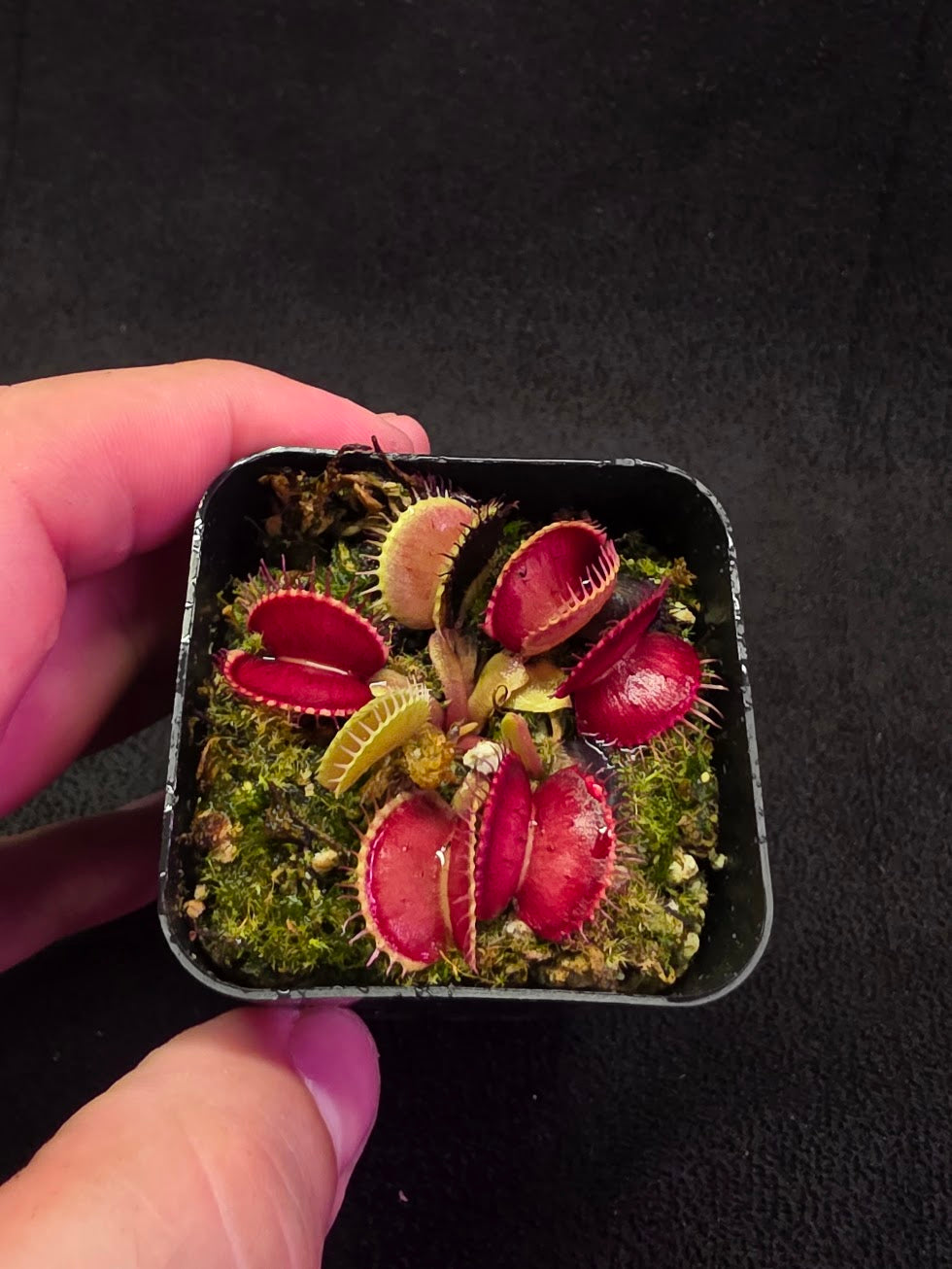Venus Fly Trap Lime Cherry #06