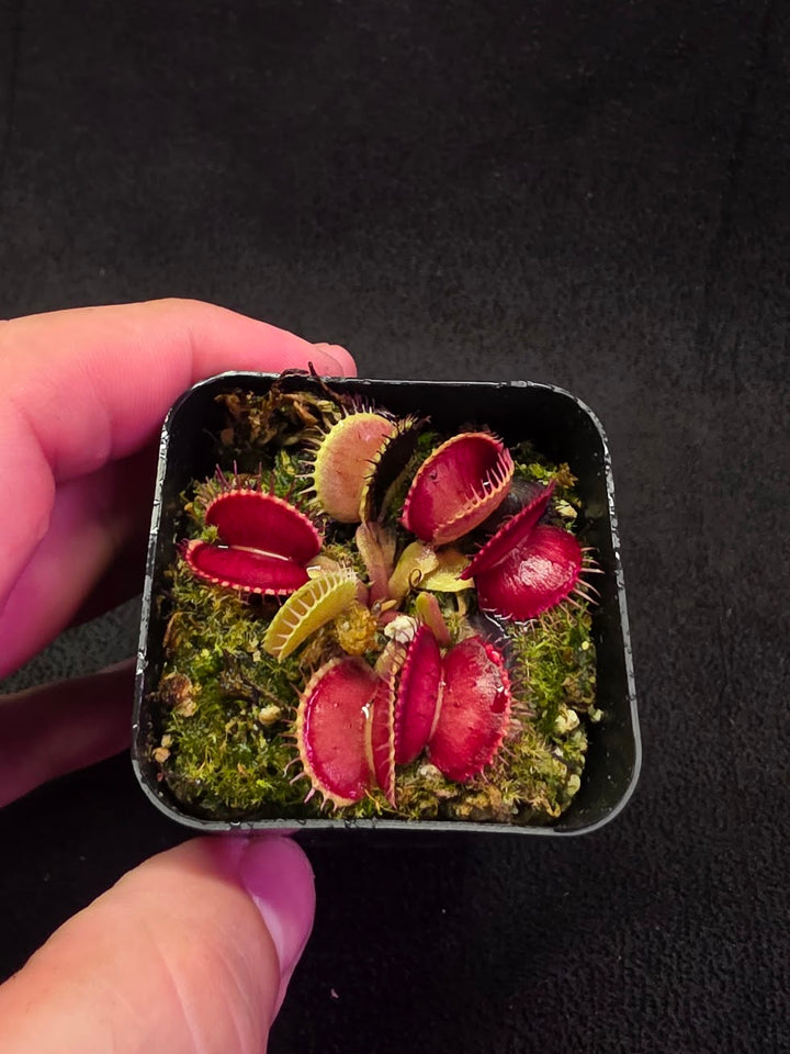 Venus Fly Trap Lime Cherry #06