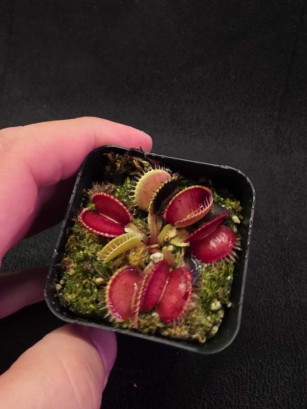 Venus Fly Trap Lime Cherry #06