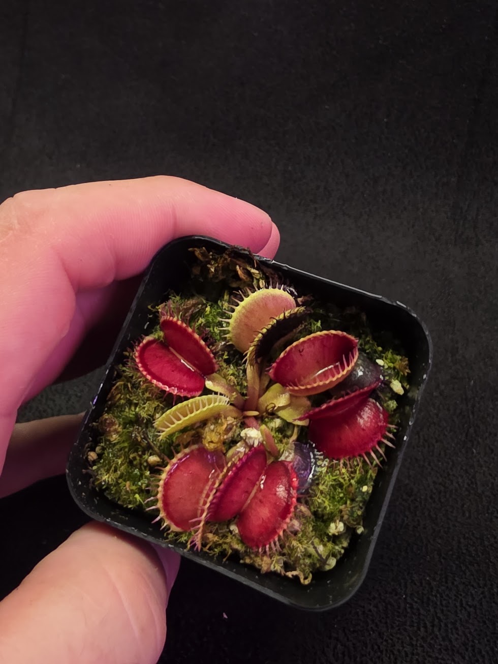 Venus Fly Trap Lime Cherry #06