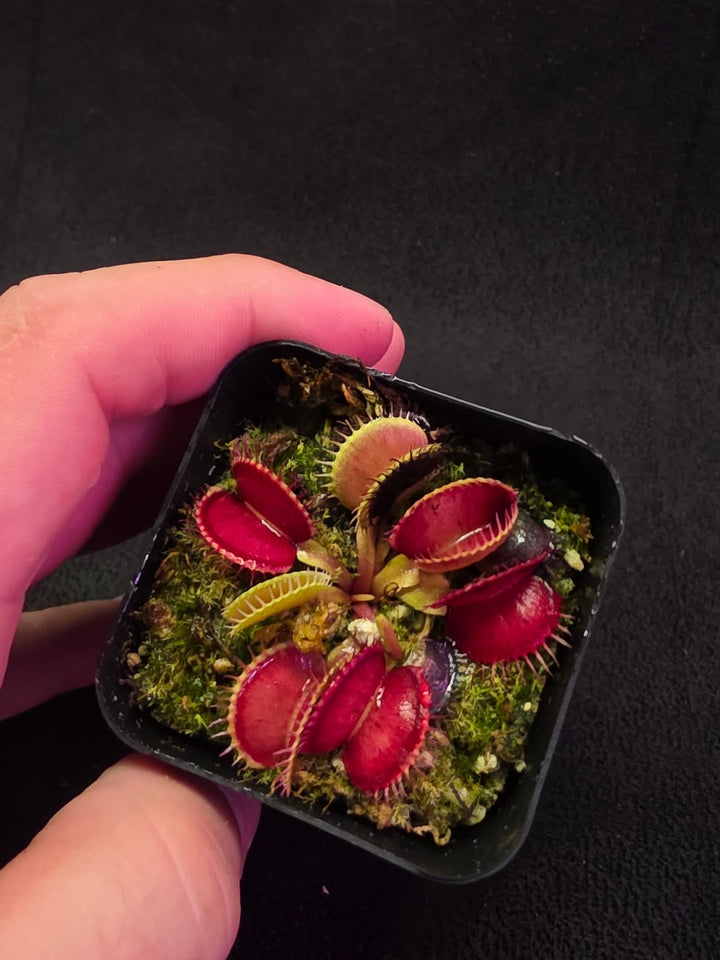 Venus Fly Trap Lime Cherry #06