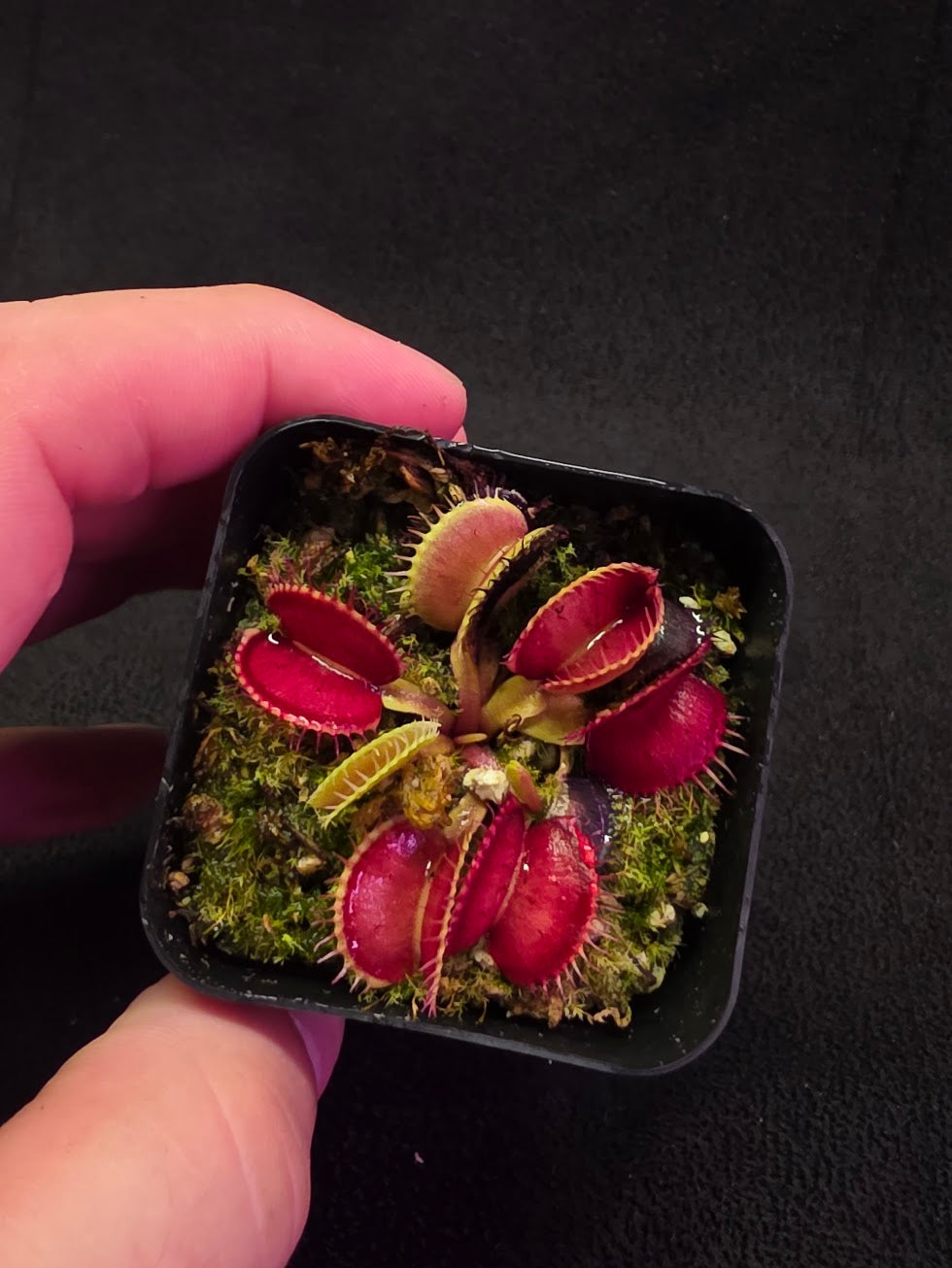 Venus Fly Trap Lime Cherry #06