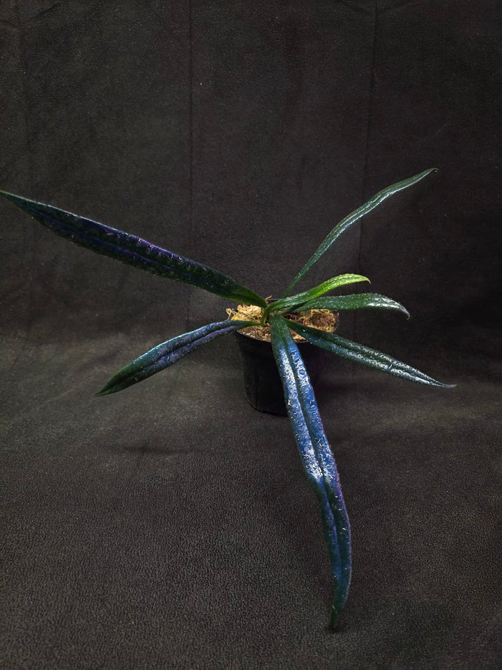 Blue Oil Fern (Microsorum Thilandicum) #03