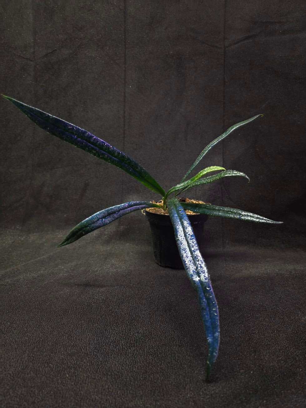 Blue Oil Fern (Microsorum Thilandicum) #03