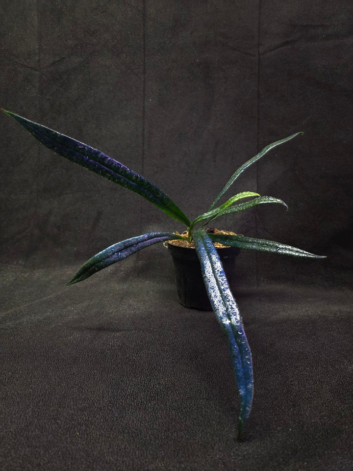 Blue Oil Fern (Microsorum Thilandicum) #03