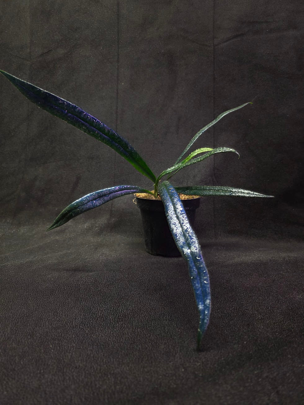 Blue Oil Fern (Microsorum Thilandicum) #03