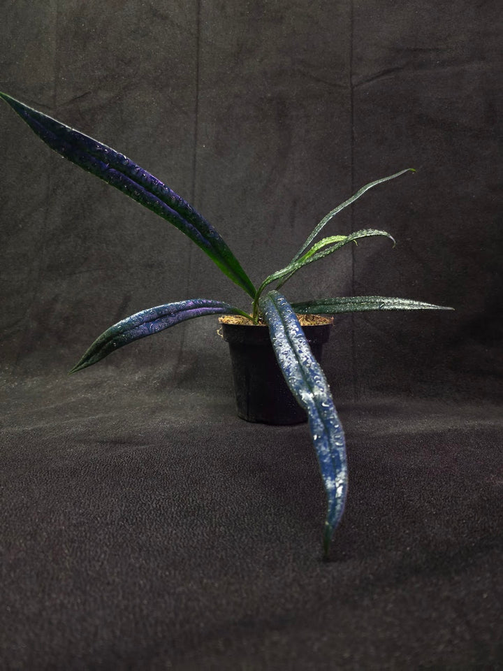 Blue Oil Fern (Microsorum Thilandicum) #03