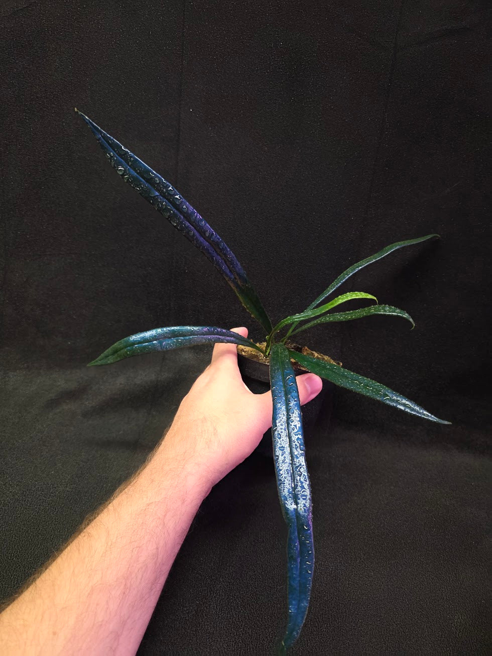 Blue Oil Fern (Microsorum Thilandicum) #03