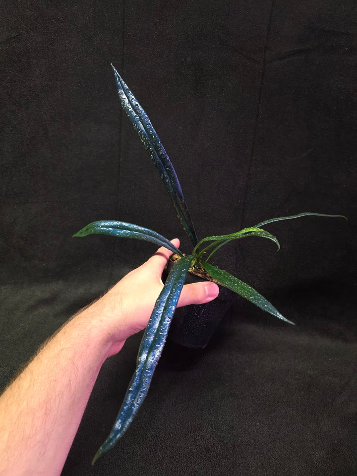 Blue Oil Fern (Microsorum Thilandicum) #03