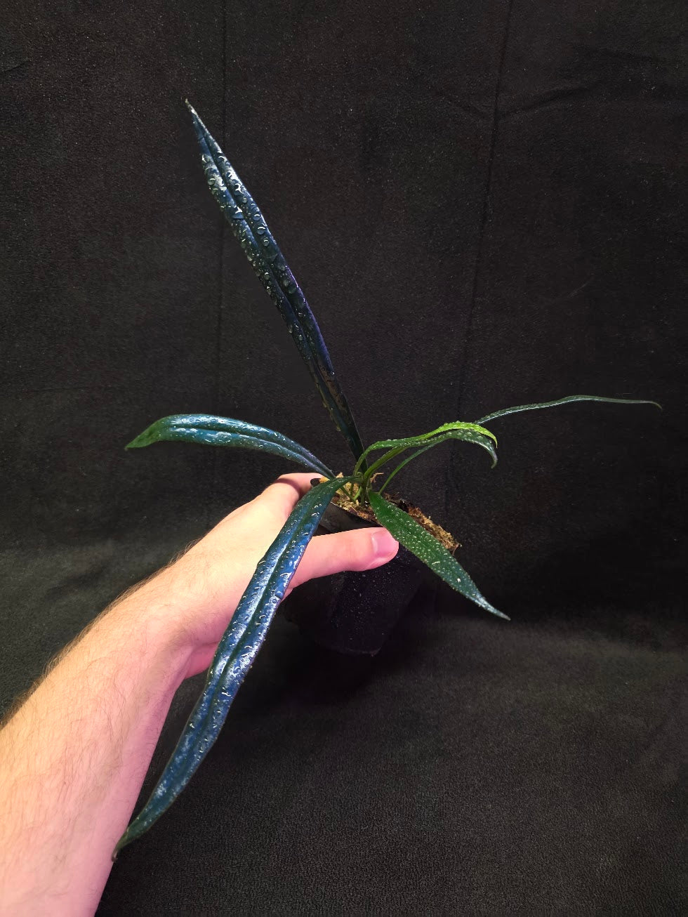 Blue Oil Fern (Microsorum Thilandicum) #03