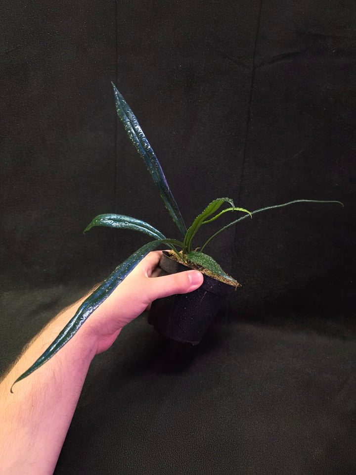 Blue Oil Fern (Microsorum Thilandicum) #03