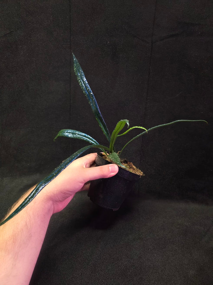Blue Oil Fern (Microsorum Thilandicum) #03