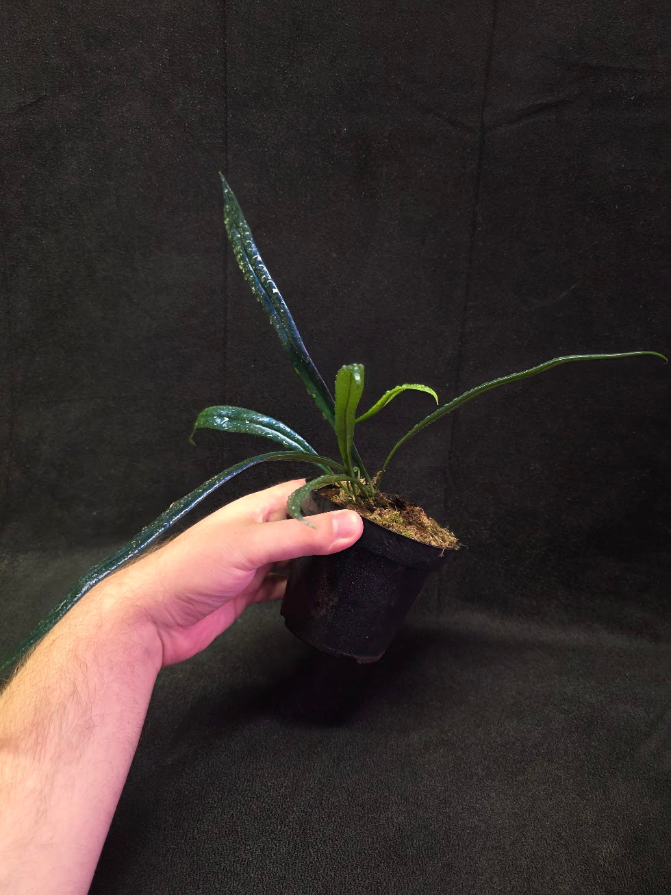 Blue Oil Fern (Microsorum Thilandicum) #03
