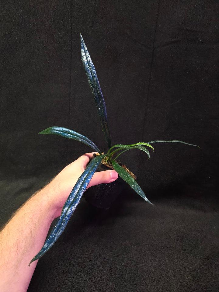 Blue Oil Fern (Microsorum Thilandicum) #03