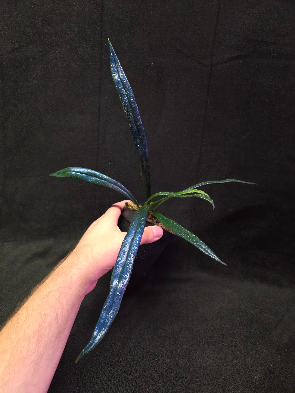 Blue Oil Fern (Microsorum Thilandicum) #03