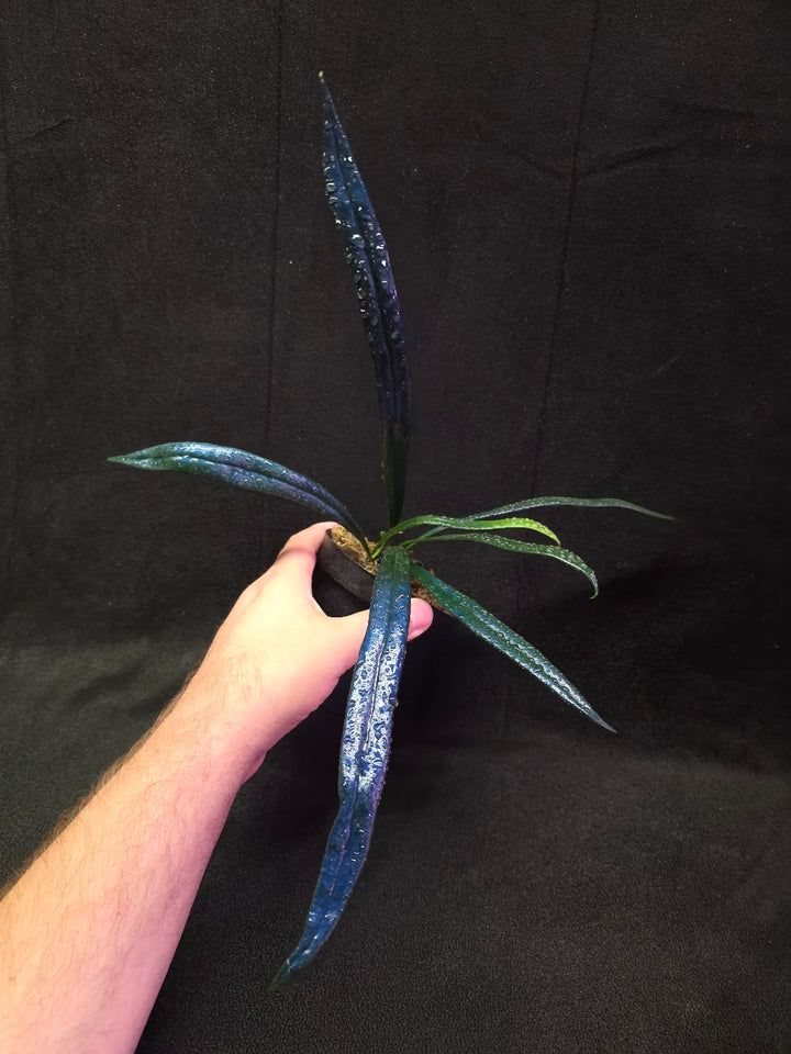Blue Oil Fern (Microsorum Thilandicum) #03