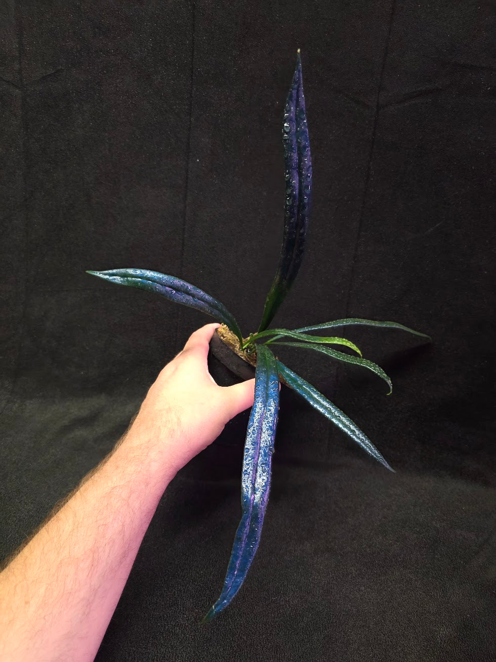 Blue Oil Fern (Microsorum Thilandicum) #03