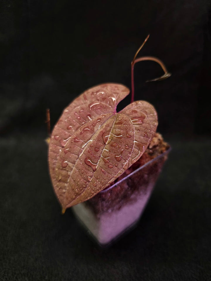 Dioscorea Discolor #01