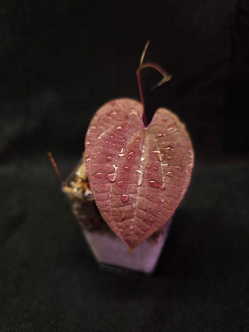 Dioscorea Discolor #01