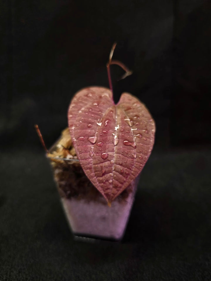 Dioscorea Discolor #01