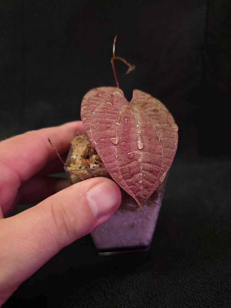 Dioscorea Discolor #01