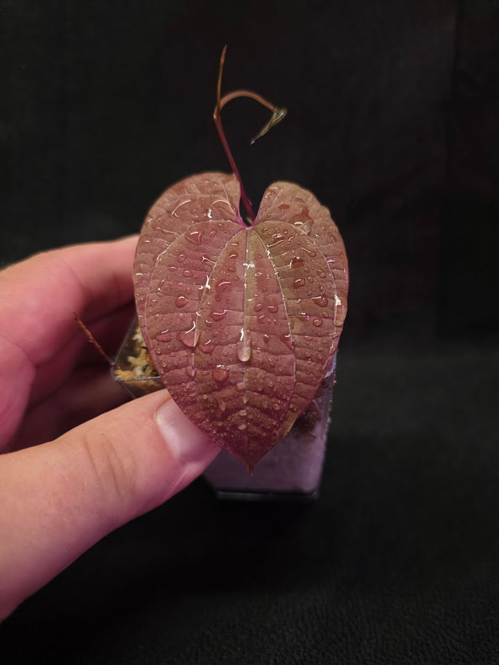 Dioscorea Discolor #01