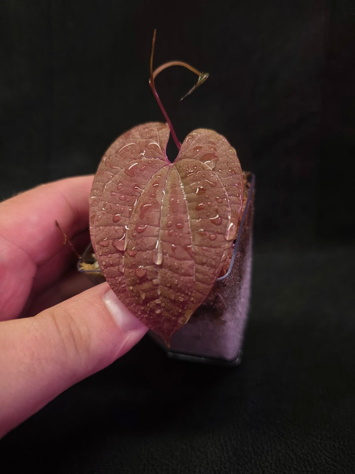 Dioscorea Discolor #01