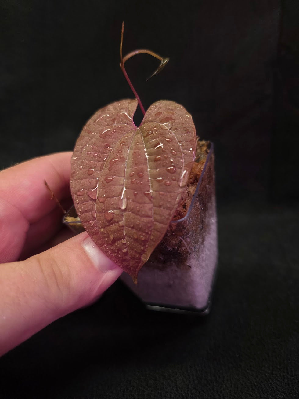 Dioscorea Discolor #01