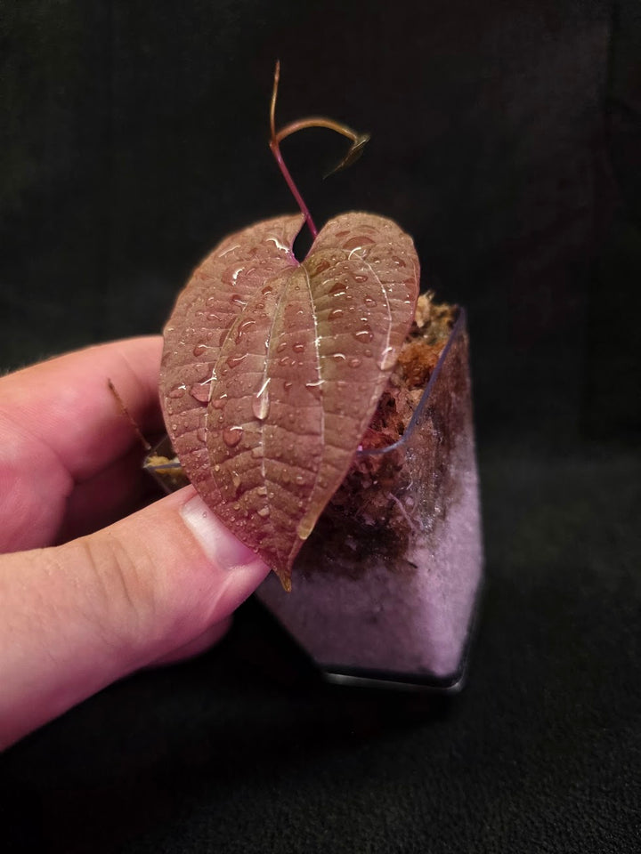 Dioscorea Discolor #01