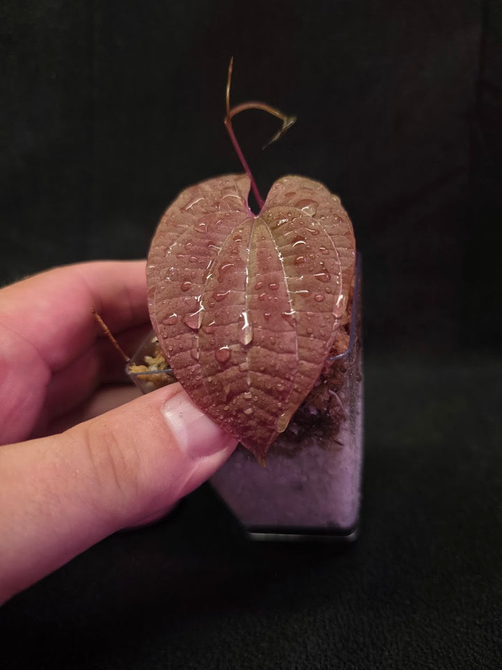 Dioscorea Discolor #01