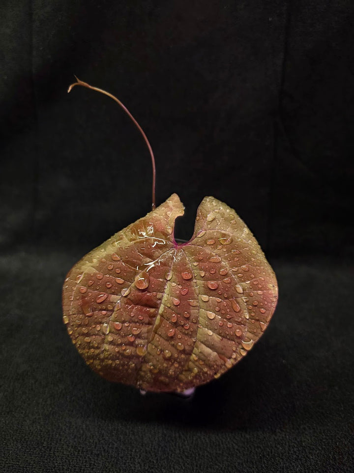 Dioscorea Discolor #02
