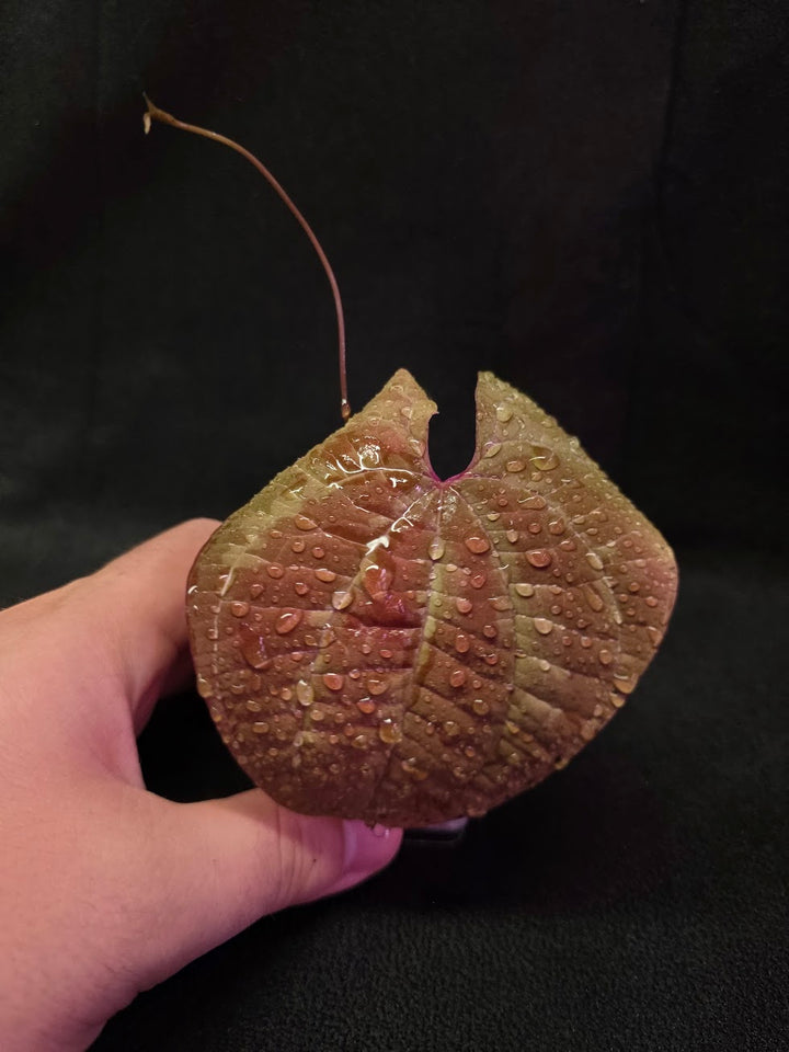 Dioscorea Discolor #02