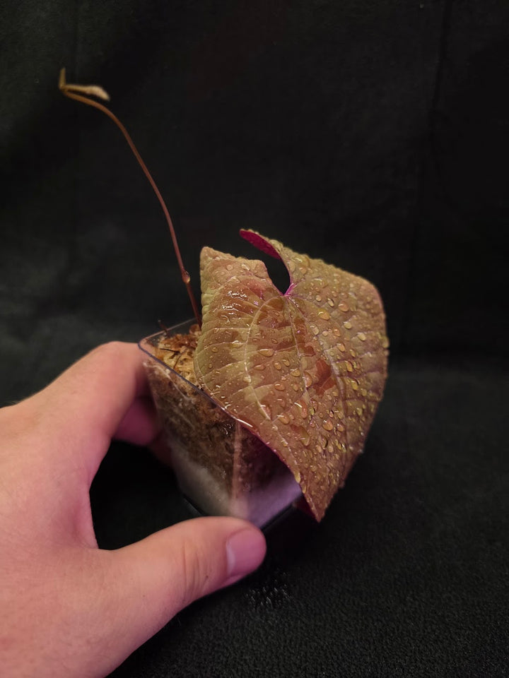 Dioscorea Discolor #02