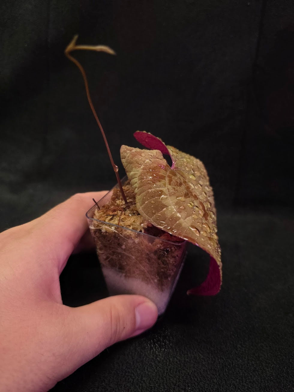 Dioscorea Discolor #02