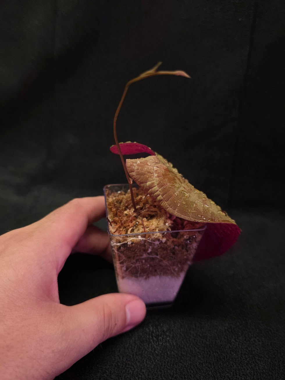 Dioscorea Discolor #02